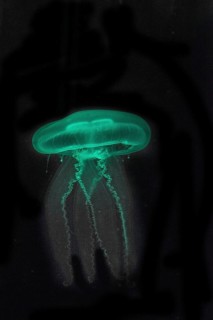 Moon Jellyfish (Aurelia aurita) in coloured light