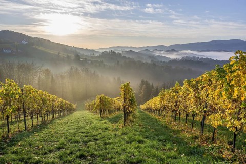 Vineyard in the morning mist