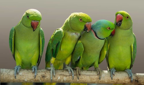 Fischer's Lovebirds (Agapornis fischeri)
