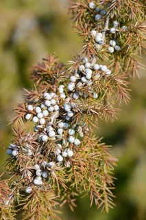 Common Juniper (Juniperus communis)