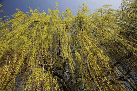 Weeping Willow (Salix babylonica)
