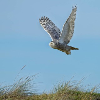 Snowy Owl (Bubo scandiacus)
