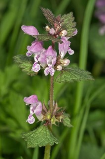 Spotted Deadnettle or Spotted Dead-Nettle (Lamium maculatum)