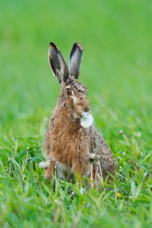 European Hare or Brown Hare (Lepus europaeus)