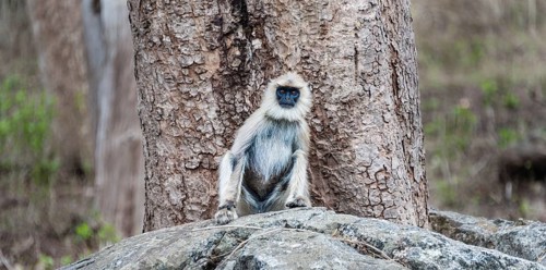 Gray langur (Semnopithecus sp.) sitting on stone