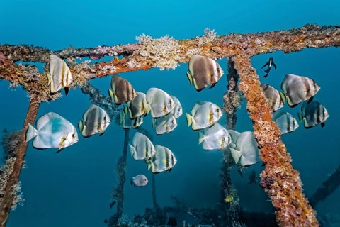 School of teira batfish (Platax teira) above the Alma Jane wreck