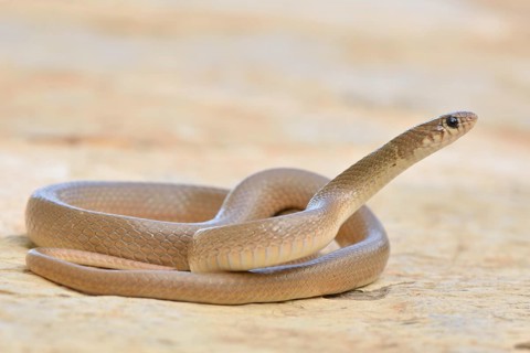 Ring-headed Dwarf Snake (Eirenis modestus)