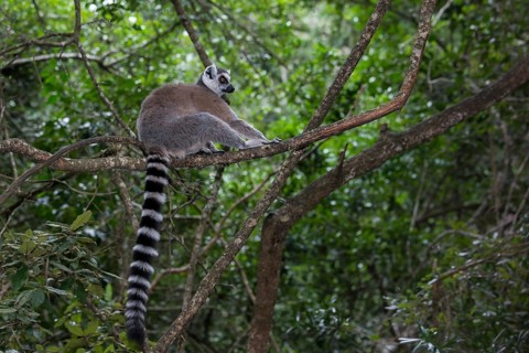 Ring-tailed Lemur (Lemur catta)