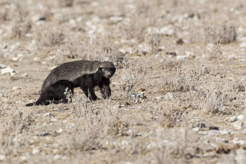 Honey Badger (Mellivora capensis)
