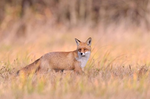 Red Fox (Vulpes vulpes) on a meadow in autumn