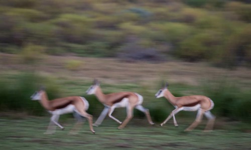 Running Springboks (Antidorcas marsupialis)