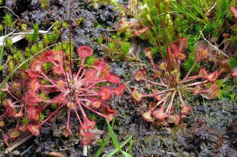Round-leaved sundew (Drosera rotundifolia) on peat