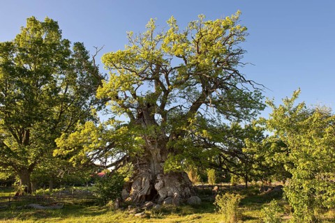 Rumskulla or Kvill Oak