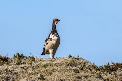Ptarmigan (Lagopus)