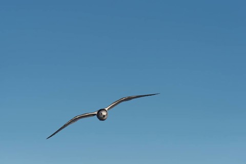 Ivory Gull (Pagophila eburnea)