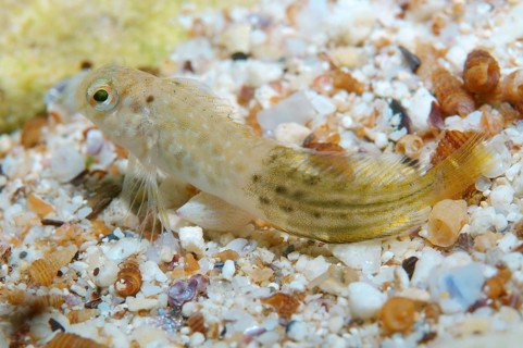 Rusty Blenny