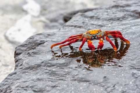 Sally Lightfoot crab (Grapsus grapsus)
