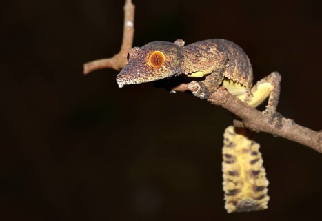 Henkel's Leaf-tailed Gecko or Frilled Leaf-tail Gecko (Uroplatus henkeli)