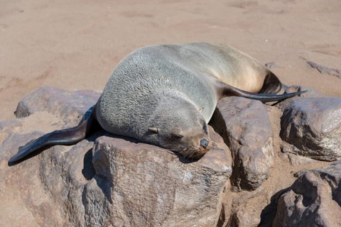 Brown Fur Seal or Cape Fur Seal (Arctocephalus pusillus) sleeping on a rock