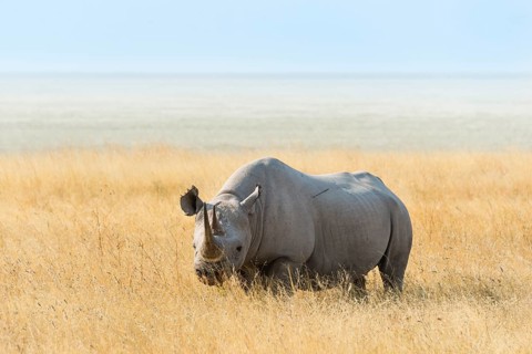 Black Rhino (Diceros bicornis) at the edge of the Etosha Pan