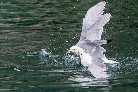 Black-legged Kittiwakes (Rissa tridactyla) fighting