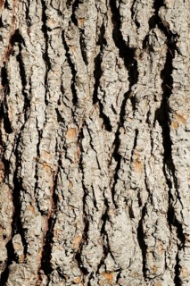 Bark of an Atlas Cedar (Cedrus atlantica)