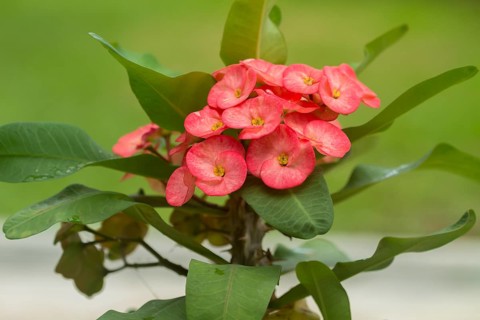 Crown of Thorns (Euphorbia milii)