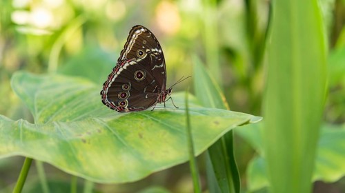 Blue Morpho (Morpho peleides)