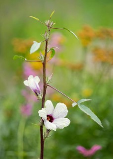 Roselle (Hibiscus sabdariffa)