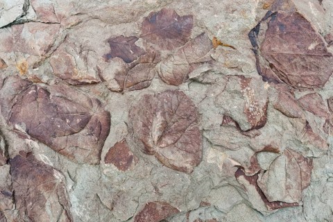 Fossils of deciduous leaves