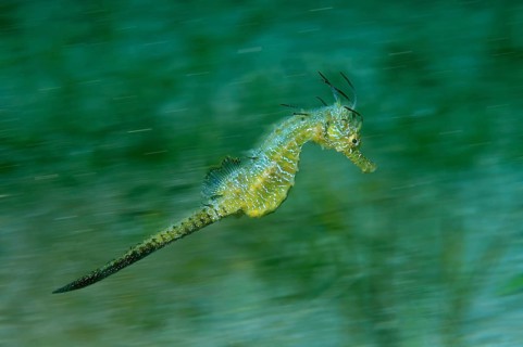 Short-snouted Seahorse (Hippocampus hippocampus)