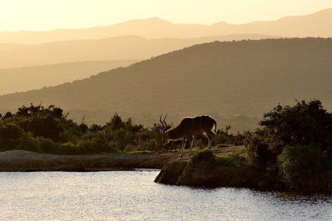 Greater Kudu (Tragelaphus strepsiceros) at a waterhole in the evening