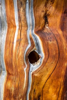 Dead Swiss Stone Pine (Pinus cembra)