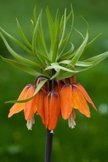 Crown Imperial Fritillary (Fritillaria imperialis)