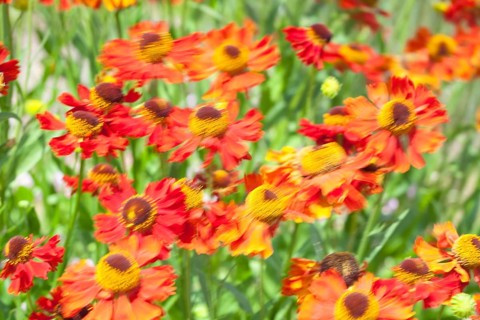 Common sneezeweed