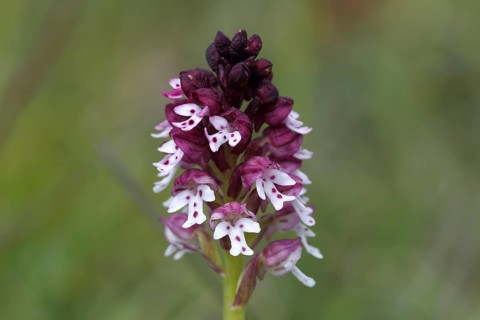 Burnt-tip Orchid (Orchis ustulata)
