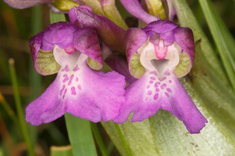 Green-winged Orchid or Green-veined Orchid (Orchis morio)