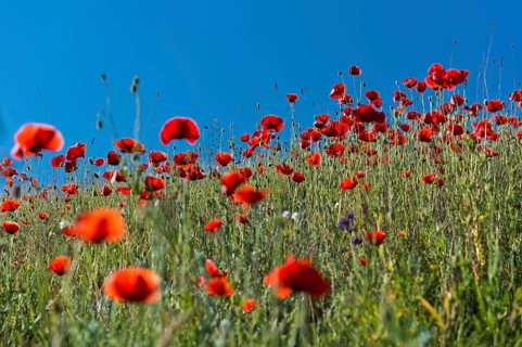 Corn Poppies (Papaver rhoeas)