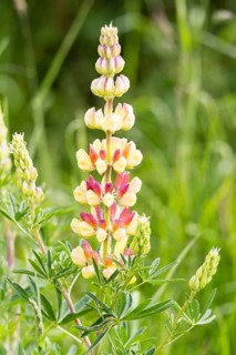 Bigleaf Lupine or Garden Lupine (Lupinus polyphyllus)