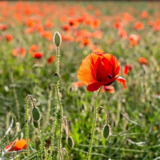 Corn Poppy (Papaver rhoeas) in a field