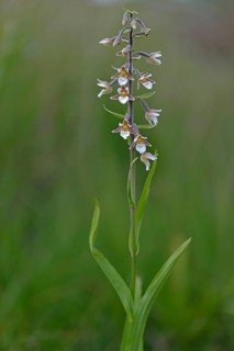 Marsh Helleborine (Epipactis palustris)