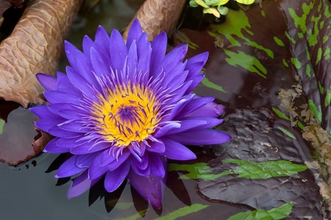 Flower of a Cape Blue Water Lily (Nymphaea capensis)
