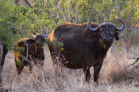 African Buffaloes or Cape Buffaloes (Syncerus caffer)