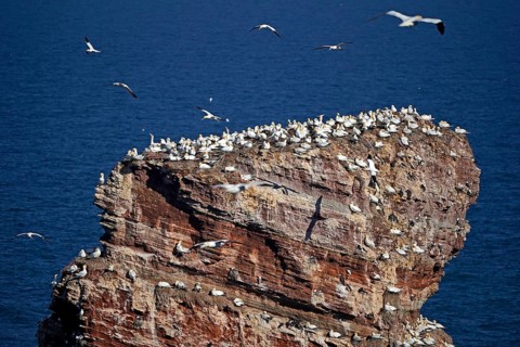 Northern gannet (Sula bassana)
