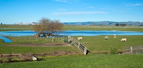 Sheep pen in Gisborne