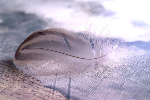 Bird feather on a document