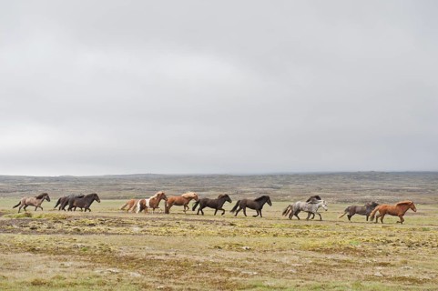 Herd of Icelandic horses galloping across barren land
