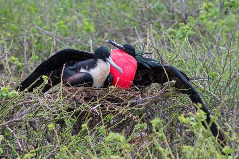 Great Frigatebirds (Fregata minor) on the nest