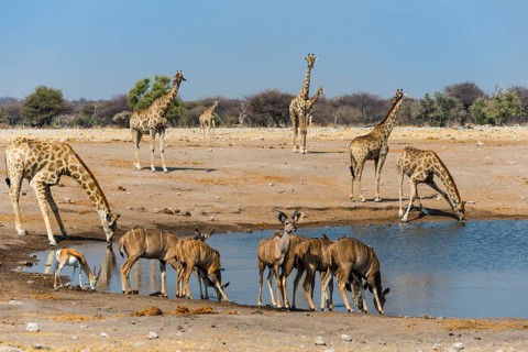 Kudus (Tragelaphus strepsiceros) and giraffes (Giraffa camelopardalis) at Chudob waterhole