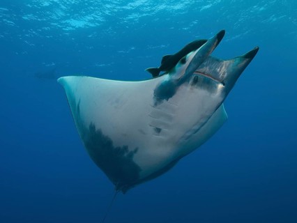 Sicklefin Devil Ray or Box Ray (Mobula tarapacana)